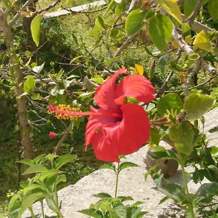 Klironomos * Logaras